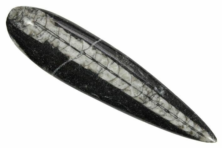 Polished Fossil Orthoceras (Cephalopod) - Morocco #363854